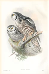Illustration von Surnia Funerea (Sperbereule)